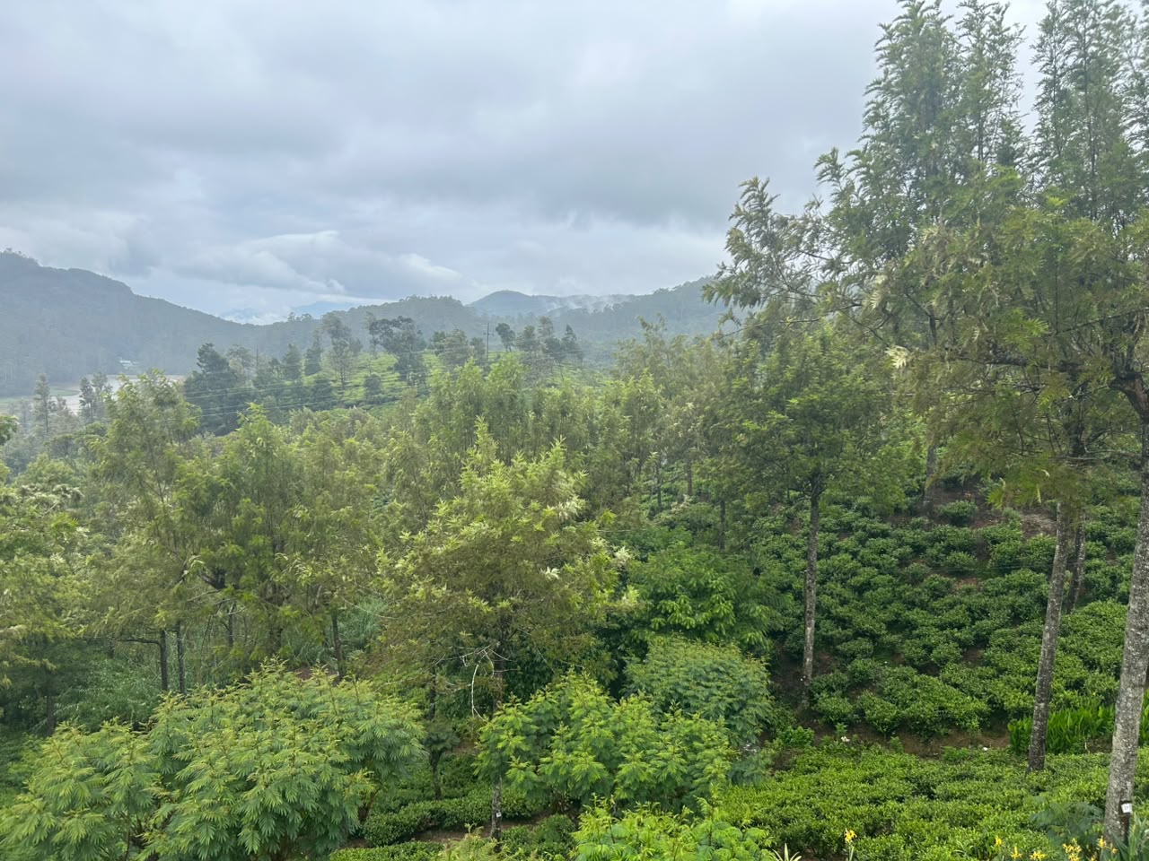 Tea Estates
